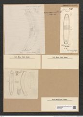Gephyria media Arn. (de-Toni-Nr.: Genus 102, Species 3112) Zeichnungen Sammlung Grunow Nr. 6348 (NHMW-BOT-W0374995)